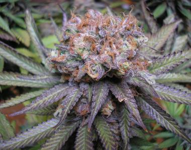 Subcool Seeds - Querkle cannabis seed