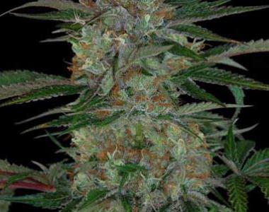 TGA Subcool Seeds - Qush cannabis seed