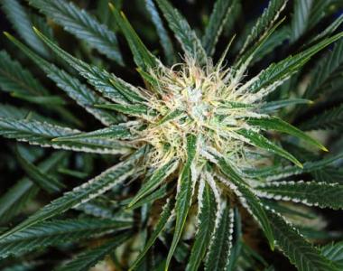 Subcool Seeds - Ripped Bubba cannabis seed