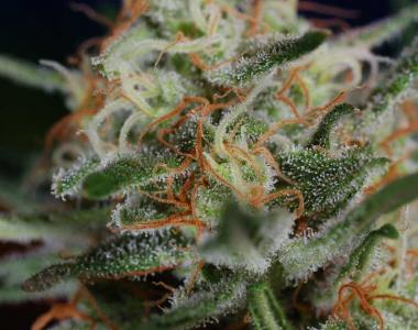 Subcool Seeds - Scarlet Queen cannabis seed