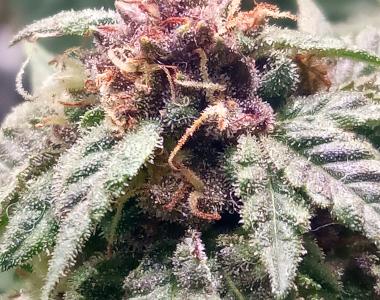 Subcool Seeds - Shangri La cannabis seed