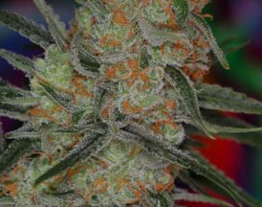 TGA Subcool Seeds - Space Bomb cannabis seed