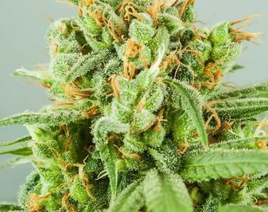 Subcool Seeds - Strawberry Daquiri cannabis seed
