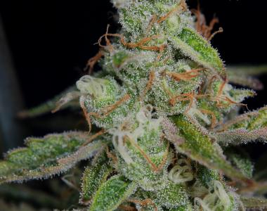 Subcool Seeds - The Third Dimension cannabis seed