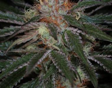 Subcool Seeds - Purple Apollo cannabis seed