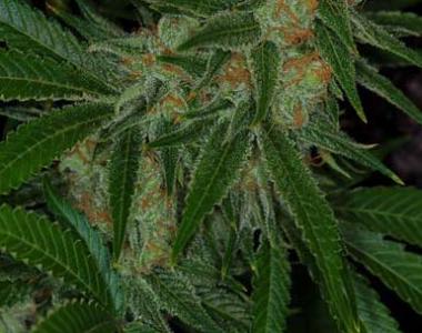 TGA Subcool Seeds - Vortex cannabis seed