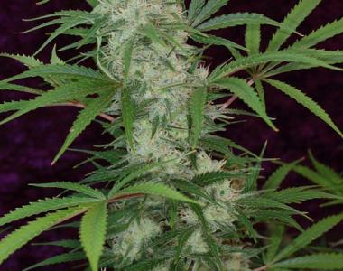 Subcool Seeds - Vortex cannabis seed