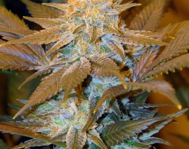 TH Seeds - Critical Hog cannabis seed