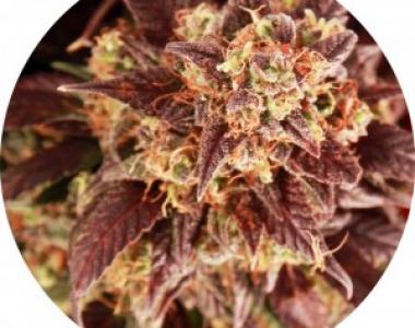 Top Tao - Auto Mix cannabis seed