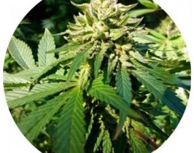 Top Tao - Outdoor Mix Classic cannabis seed