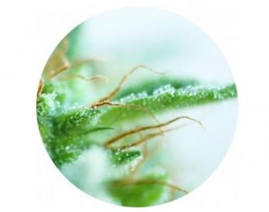 Top Tao - Sativa Mix cannabis seed