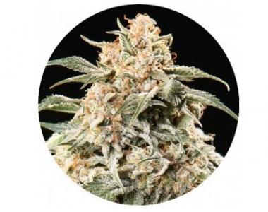 Top Tao - Semi Auto Mix cannabis seed