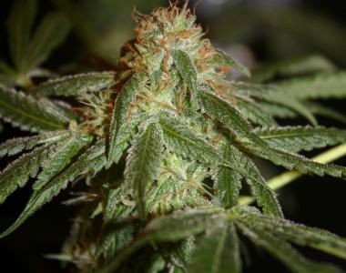 True Canna Genetics - Broad Leaf Black cannabis seed