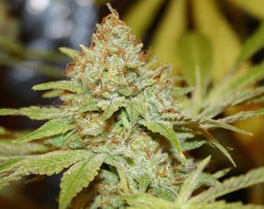 True Canna Genetics - Sagans Star cannabis seed