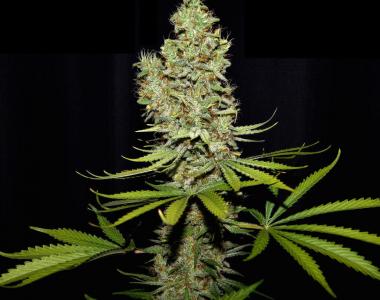 True Canna Genetics - Terperella cannabis seed