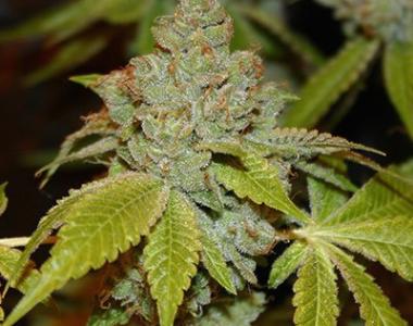 True Canna Genetics - The Truth cannabis seed