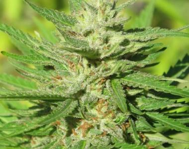 Ultra Genetics - AK Confidential cannabis seed
