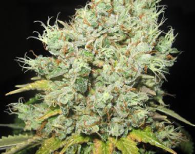 Ultra Genetics - Mak 10 cannabis seed