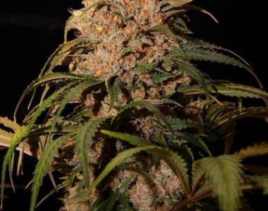 Ultra Genetics - Mendo Grape Kush cannabis seed