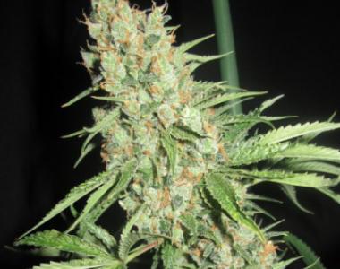 Ultra Genetics - Space Grape cannabis seed