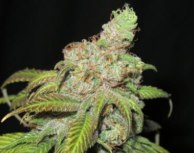 Ultra Genetics - Ultra Grapefruit cannabis seed