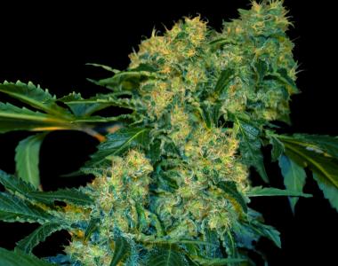 VIP Seeds - Chingis Khan cannabis seed