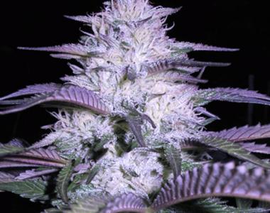 VIP Seeds - Currant Kush cannabis seed