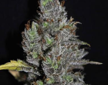 VIP Seeds - Viagrra cannabis seed