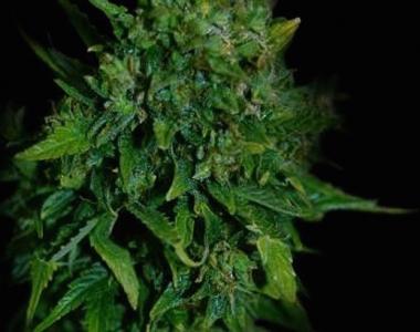 VIP Seeds - VIP Auto cannabis seed