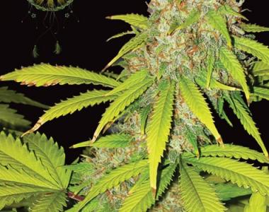 Vision Seeds - AK49 cannabis seed