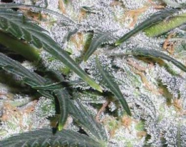 Vision Seeds - Auto Lowryder cannabis seed