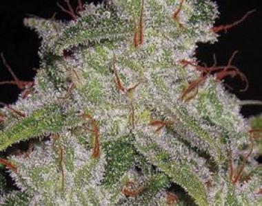 Vision Seeds - Auto Northern Lights cannabis seed