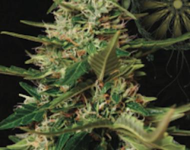 Vision Seeds - Auto Super Skunk cannabis seed