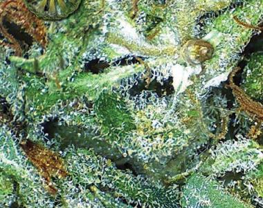 Vision Seeds - Big Bud cannabis seed
