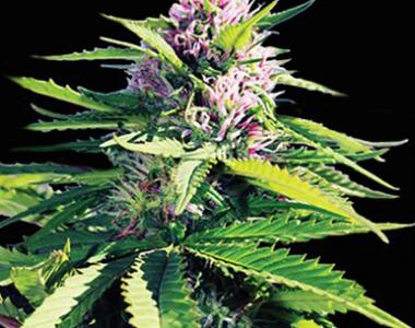 Vision Seeds - Blue Power cannabis seed