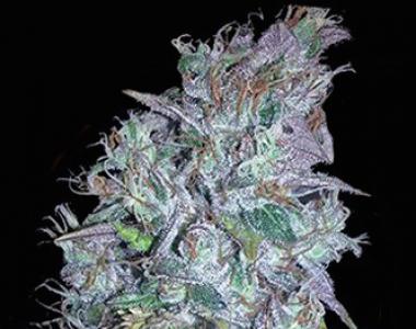 Vision Seeds - Blueberry Bliss Auto cannabis seed