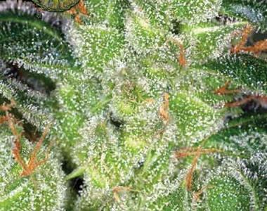 Vision Seeds - Gouda\'s Grass cannabis seed