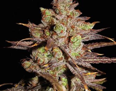 Vision Seeds - Choco Bud cannabis seed