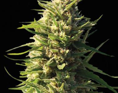 Vision Seeds - Critical Impact cannabis seed