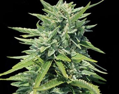 Vision Seeds - Crystal Queen cannabis seed