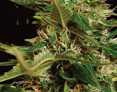 Vision Seeds - Gouda\'s Grass Auto cannabis seed