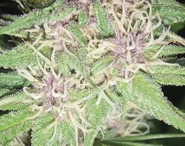 Vision Seeds - Jack Herer cannabis seed
