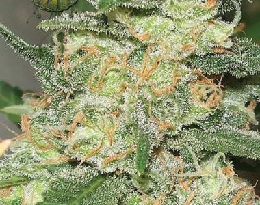 Vision Seeds - Russian Snow cannabis seed