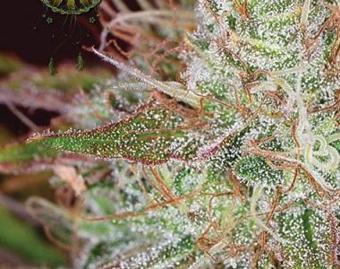 Vision Seeds - Northern Lights cannabis seed