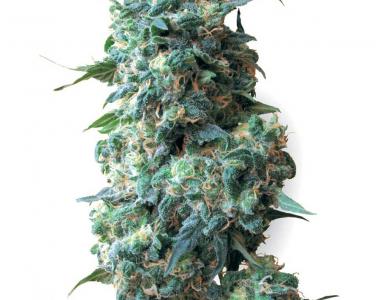 White Label Seeds - Afghan Kush cannabis seed