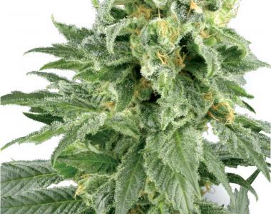White Label Seeds - Double Gum cannabis seed