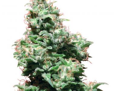 White Label Seeds - Kali Haze cannabis seed