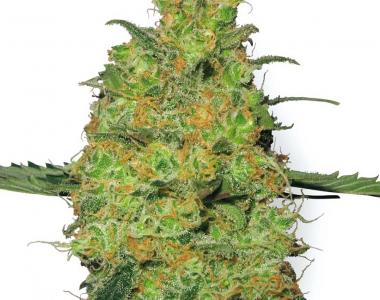White Label Seeds - Master Kush cannabis seed