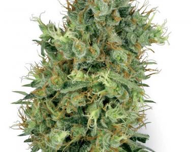 White Label Seeds - California Orange Bud cannabis seed