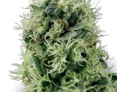 White Label Seeds - Pure Power Plant cannabis seed